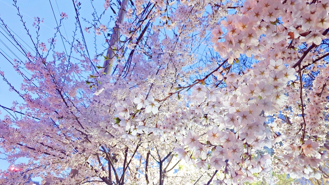 벚꽃,꽃,봄꽃,벚꽃나무,봄,spring,cherryblossom,flower,plant,식물,작물,tree,beautiful,조명,야간,풍경,봄,계절,spring,season,blossom
