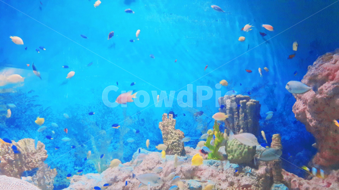 물고기,아쿠아리움,해초,수족관,blue,바다,바닷속,블루,fish,aquarium