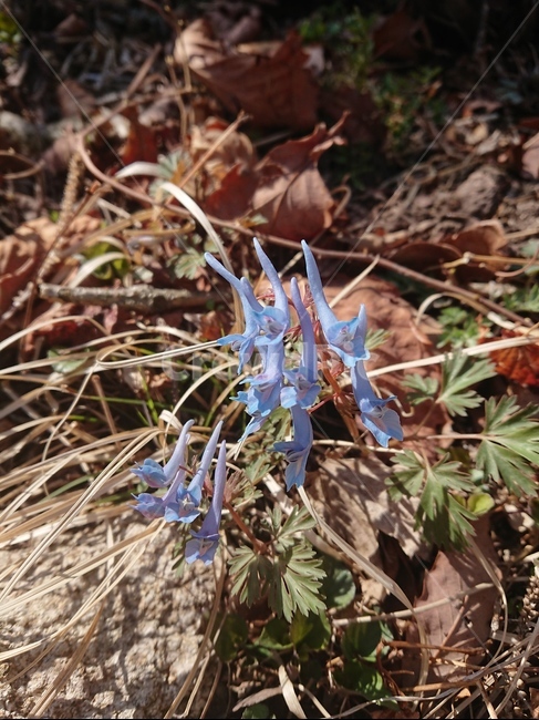 plant,식물,flower,blossom,꽃,야생화,식물,자연,plants,nature