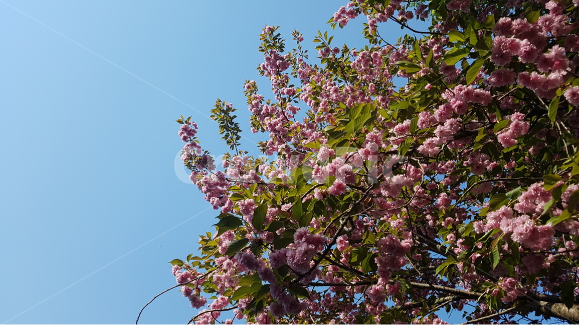 겹벚꽃,벚꽃,봄,꽃,핑크,cherryblossom,분홍,분홍색,하늘,자연,flower,flowers,spring,nature,plants,계절,pink,season,식물,왕벚꽃,풍경,landscape,꽃잎,sky,봄,계절,spring,season,식물,자연,plants,nature,꽃,flower,plant