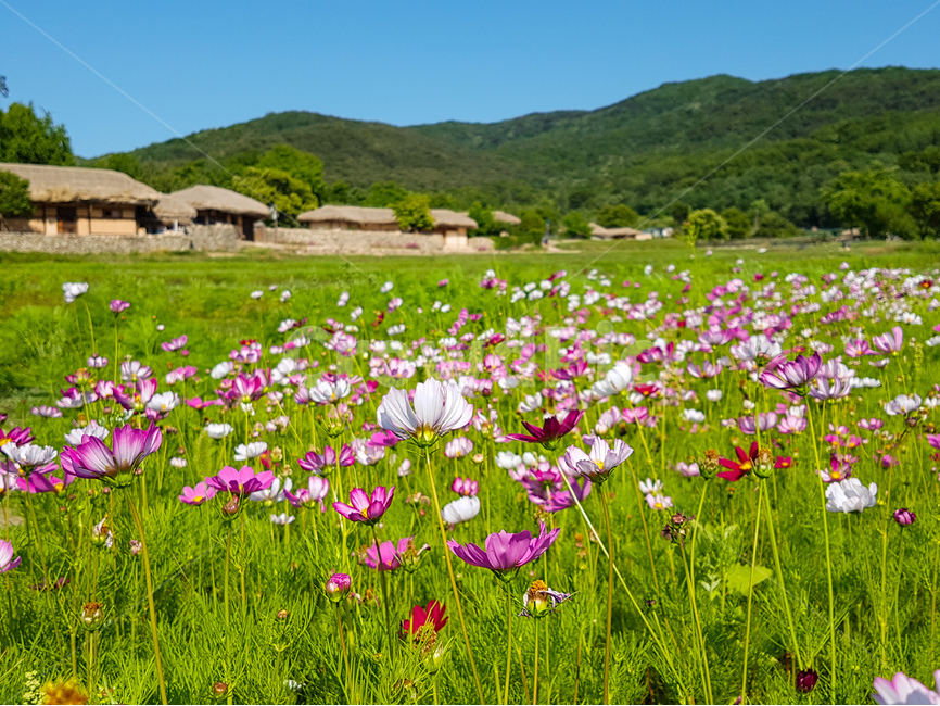 외암민속마을,초가집,코스모스,꽃,풍경,가을,계절,fall,autumn,season,시골,마을,풍경,landscape,country,rural,town,한국전통,한국문화,korean traditional,korean culture,식물,자연,plants,nature,꽃,flower,outdoors,옥외,grassland,목초지,field,들,farm,농장,농촌