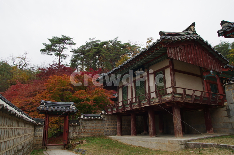 도산서원,안동,경북안동,단풍,안동단풍,단풍나무,퇴계이황,가을,계절,fall,autumn,season,한국전통,한국문화,korean traditional,korean culture,건축물,건물외관,exterior,building,structure,architecture,construction,건물,temple,신전,worship,예배,shrine,신사,pagoda,탑