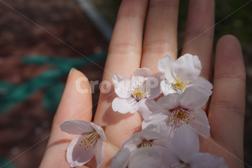 봄,벚꽃,꽃,벚꽃축제,축제,꽃놀이,흰색꽃,분홍색꽃,계절,감성,감성사진,손바닥,손,꽃길,봄바람,식물,사랑,아름다움,봄,계절,spring,season,plant