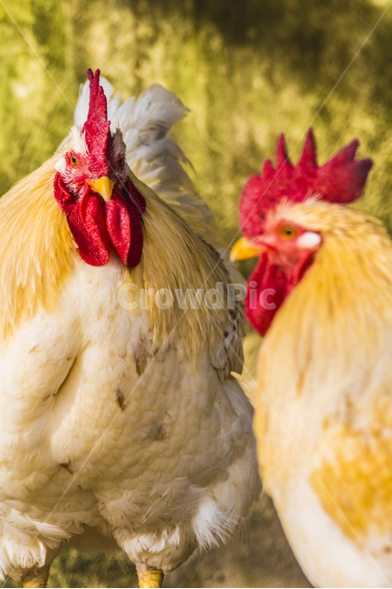 동물,닭,토종닭,수탉,새,조류,부리,가축,닭띠,동물,animal,조류,새,birds