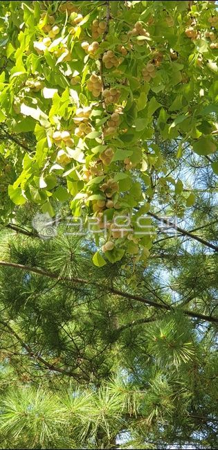 Ginkgo,Fruit,fruit,yellow tree,tree,tree fruit,yellow fruit,medicine,medicinal,ginkgo fruit,plant,ginkgobilob,ginkgo tree fruit