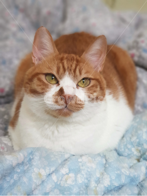 고양이,코리안숏헤어,치즈,코숏,동물,동물,animal,포유류,mammal,고양이,cat,kitten,kitty