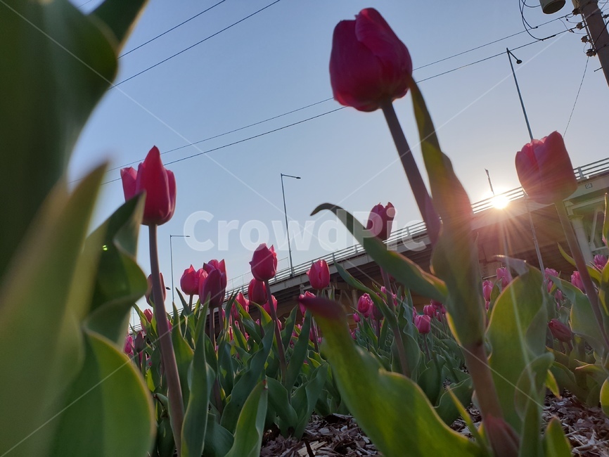 튤립,꽃,flower,자연,감성