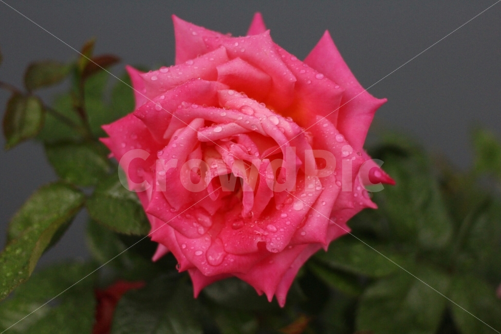 장미,꽃,rose,flower,canon,100d,dslr,스냅,picture,식물,자연,plants,nature,꽃,flower