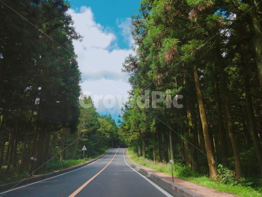 산길,숲,forest,도로,road,자연,풍경,nature,landscape,highway,고속도로,freeway,고속 도로,asphalt,아스팔트