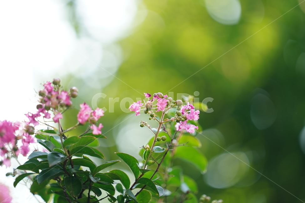 꽃,플라워,식물,생물,생명,핑크,분홍,색감,컬러,plant,식물,자연,plants,nature,꽃,flower