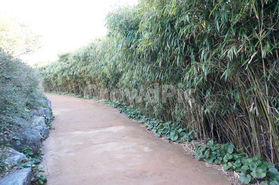 길,숲,자연,식물,계절,풍경,숲길,nature,season,자연,풍경,nature,landscape,hedge,방지책,fence,울타리,plant