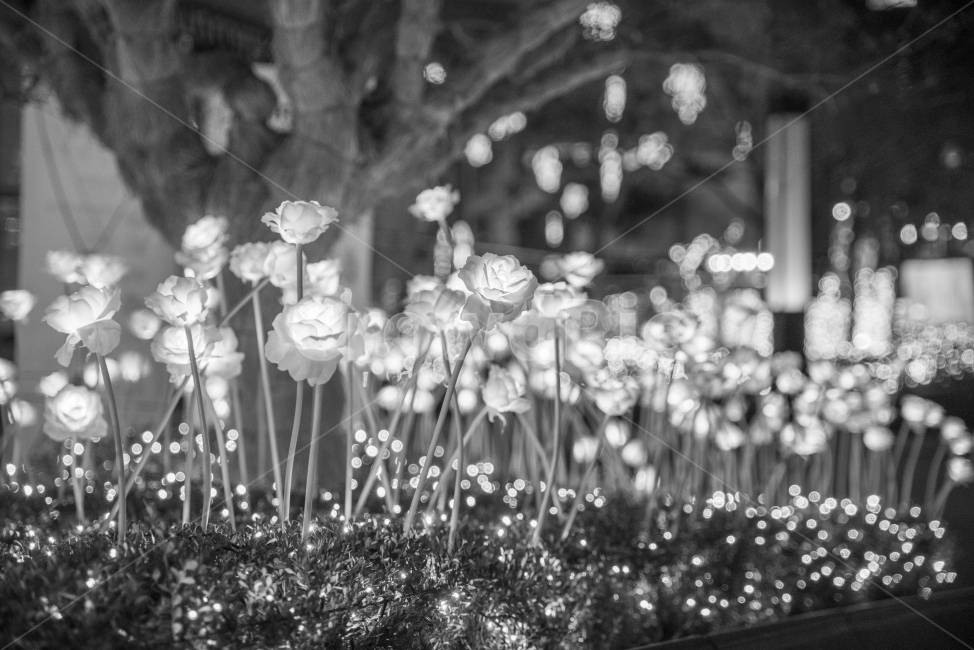 조명,꽃조명,빛,보케,흑백,야경,밤,풍경,nightscape,night,landscape,꽃,flower,흑백,모노톤,monochrome,black and white,plant,식물,blossom