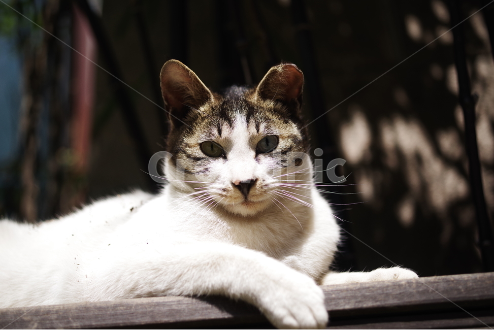 고양이,길고양이,길냥이,동물,포유류,길친구,자연,생명,육식동물,애완동물,야생동물,동물,animal,포유류,mammal,고양이,cat,kitten,kitty