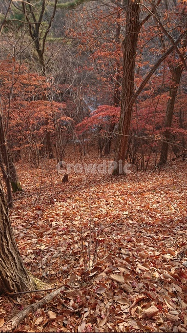 plant,식물,단풍,가을,낙엽,나무,가을,계절,fall,autumn,season,tree,leaf,잎,tree trunk,나무 줄기