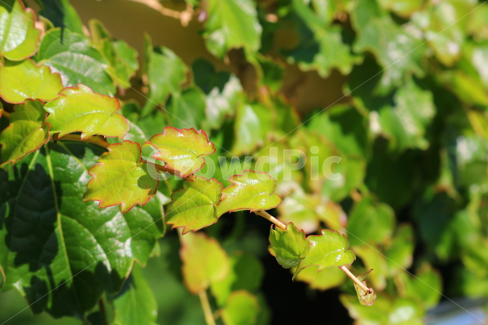 담쟁이덩굴,덩굴,식물,포도과,나무,자연,풍경,넝쿨,담쟁이,식물,자연,plants,nature