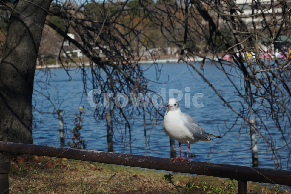 새,자연,공원,일상,호수,동물,동물,animal,조류,새,birds