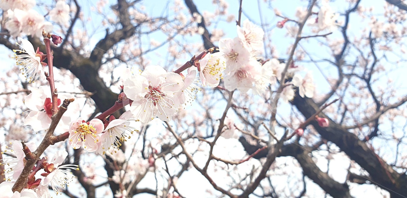 매화,매화꽃,봄,spring,매화나무
