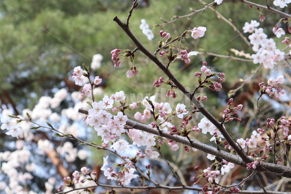 벚꽃,경희대벚꽃,봄꽃,봄,꽃,자연,flower,cherryblossoms,spring,natuer,season,계절,벚꽃놀이,식물,자연,plants,nature,꽃,flower