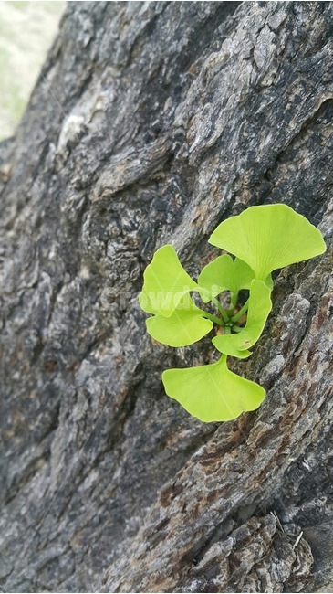 plant,식물,계절,파릇파른,새싹,은행나무,자연,풍경