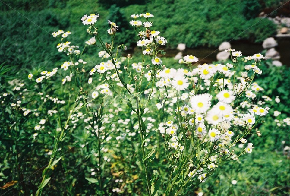 꽃,들꽃,야생꽃,flower,자연,식물,식물,자연,plants,nature,꽃,flower