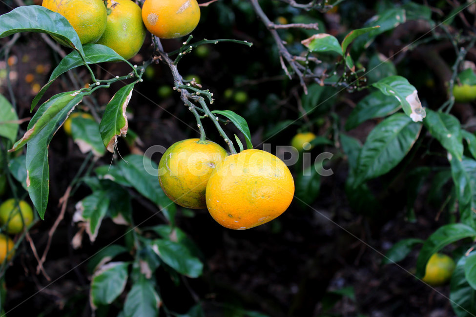 fruit,과일,음식,귤,제주도,식물,감귤류과일,citrusfruit,food,과일,열매,fruit