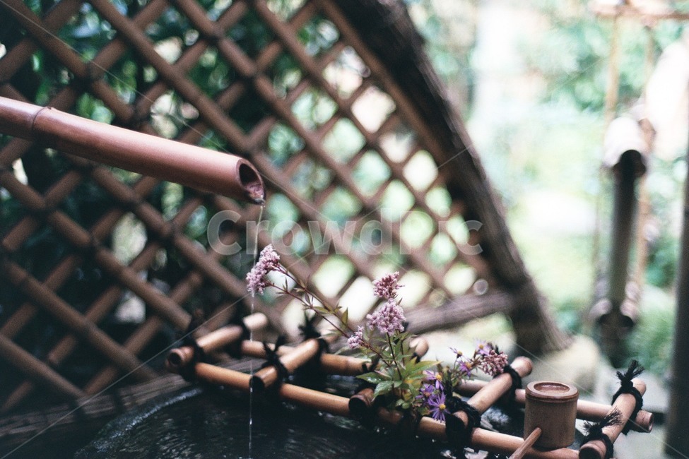 정원,garden,물,water,꽃,flower,일본,japan,일본식정원,japanesegarden,필름,film