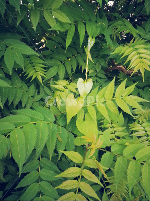 나뭇잎,풀잎,하트,초록,녹색,연두,자연,잎,나무,식물,자연,plants,nature,감성,sensible,feeling