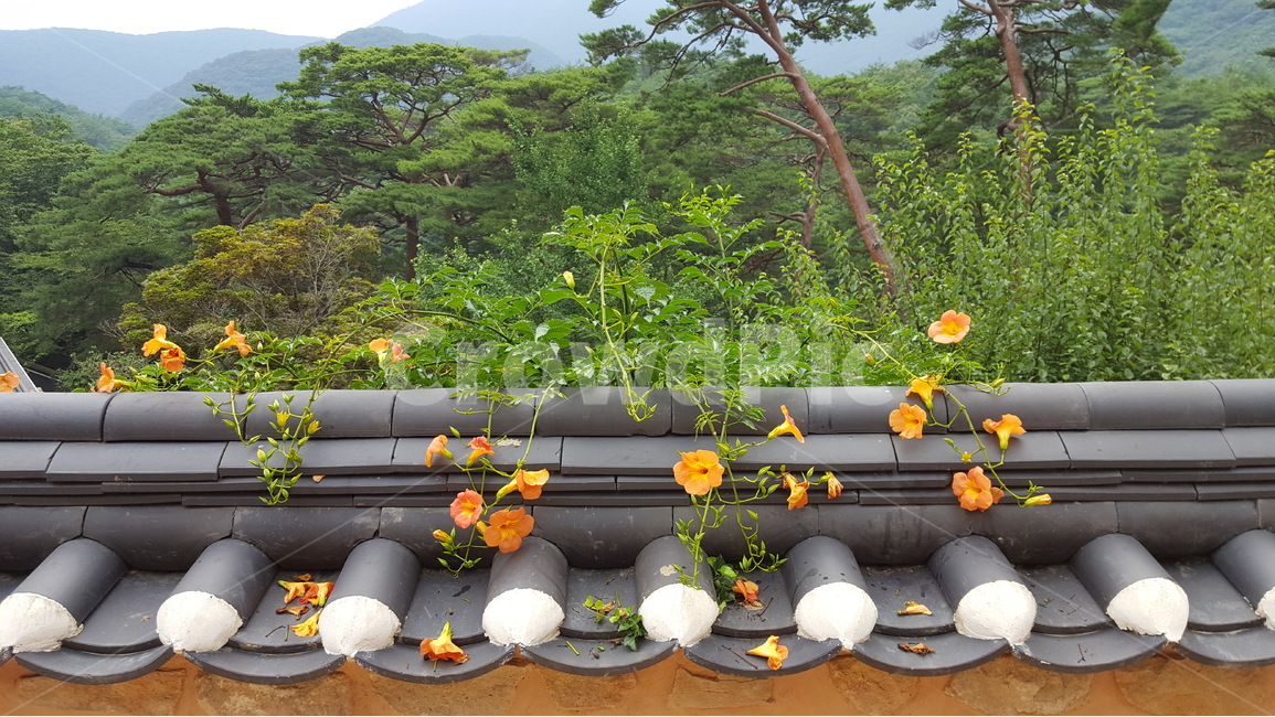 능소화,담장,여름꽃,한옥,여름,한국전통,한국문화,korean traditional,korean culture,식물,자연,plants,nature,꽃,flower,건축물,건물외관,exterior,building,structure,architecture,construction