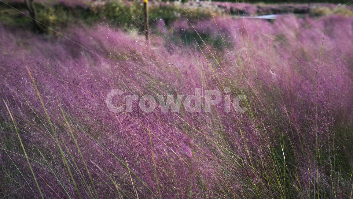 field,grassland,outdoors,pinkmuhly,plant,beauty,목초지,들,옥외,핑크뮬리,식물,풍경,가을,계절,fall,autumn,season,식물,자연,plants,nature