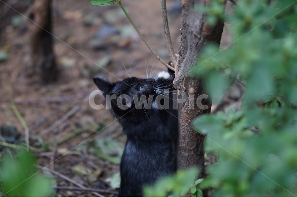 고양이,숲속,생물,동물,cat,pet,kitten,동물,animal,포유류,mammal,고양이,cat,kitten,kitty