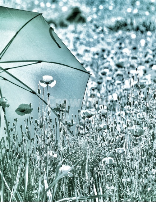 양귀비,우산,빛,자연,감성,꽃,식물,자연,plants,nature,꽃,flower