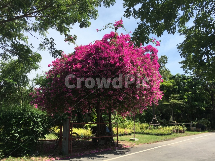 풍경,landscape,나무,꽃,tree,flower,세계,해외,외국,world