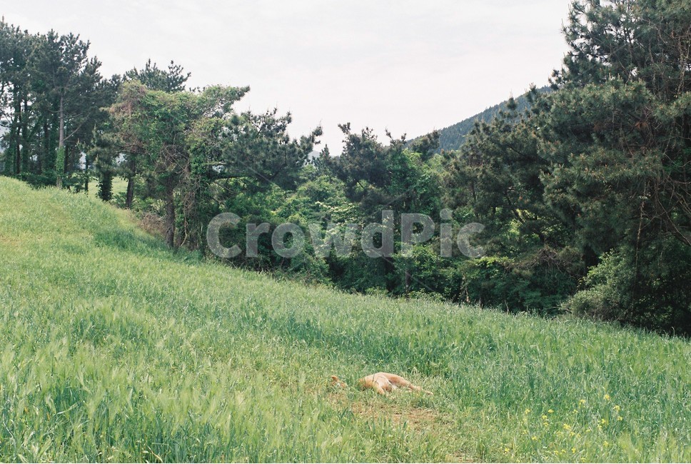 필름,필름사진,동물,자연,낮잠,제주,동물,animal,포유류,mammal