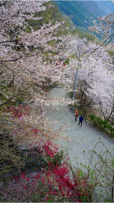 봄,계절,진해,드림로드,꿈길,봄,계절,spring,season,자연,풍경,nature,landscape,plant,식물,blossom,꽃,flower,cherry blossom,벚꽃
