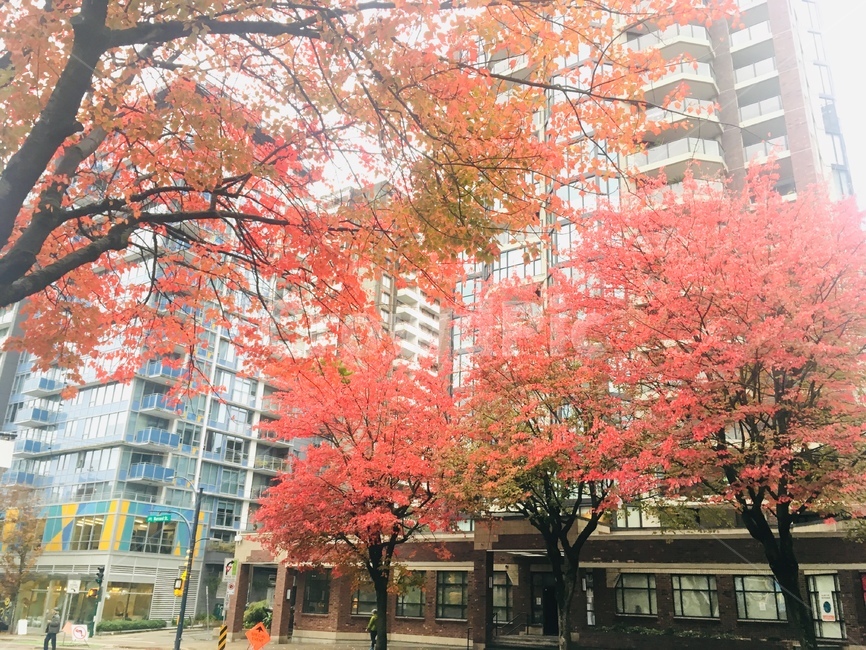 maple,단풍,tree,나무,plant,식물,person,사람,human,인간