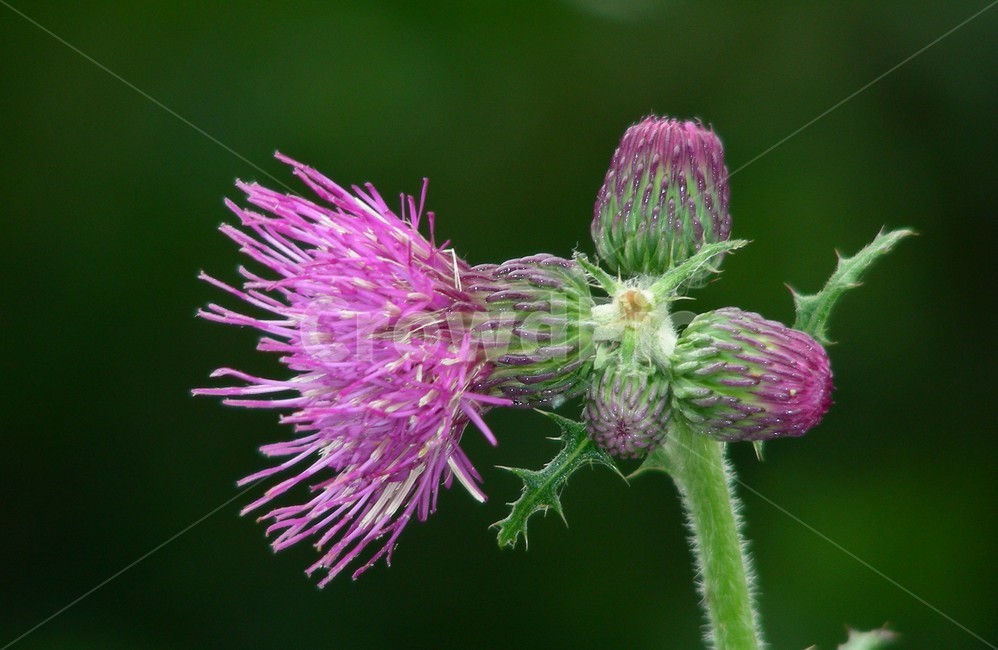 꽃,엉컹키,접사,바늘침,여름,식물,자연,plants,nature,꽃,flower