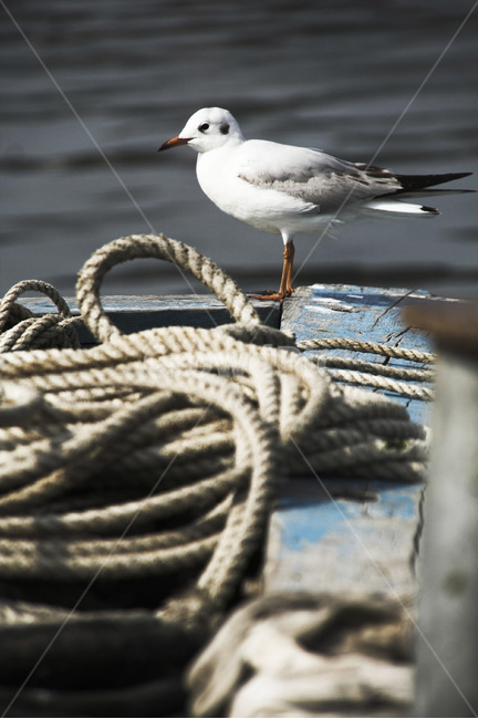 갈매기,항구,바다,배,밧줄,동물,animal,조류,새,birds