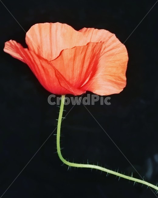 양귀비,꽃,양귀비꽃,한송이,붉은꽃,식물,자연,plants,nature,꽃,flower