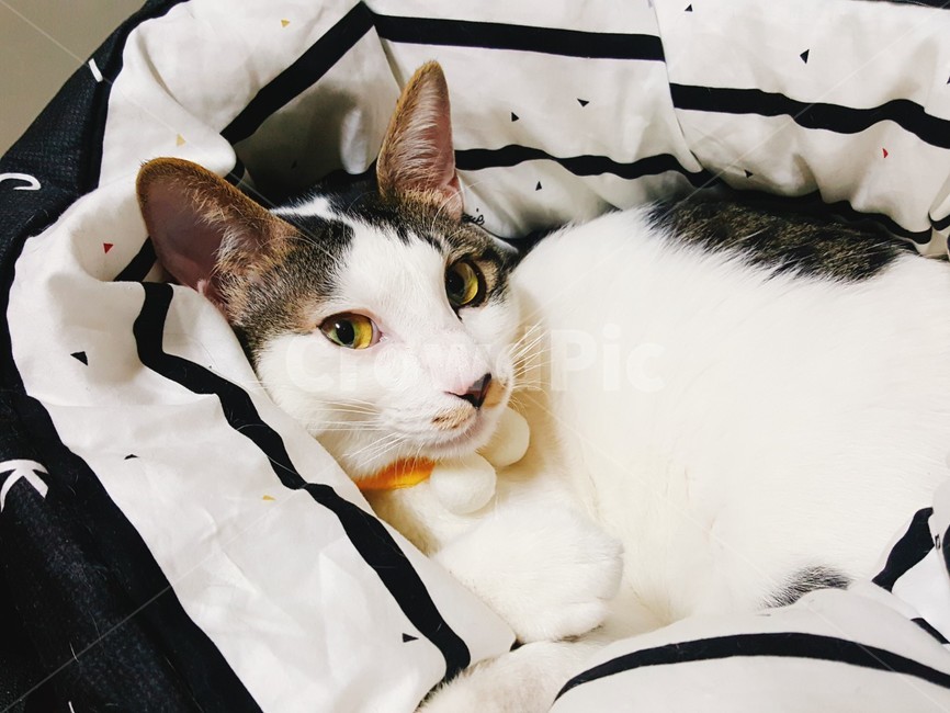 고양이,동물,cat,animal,반려묘,동물,animal,포유류,mammal,고양이,cat,kitten,kitty