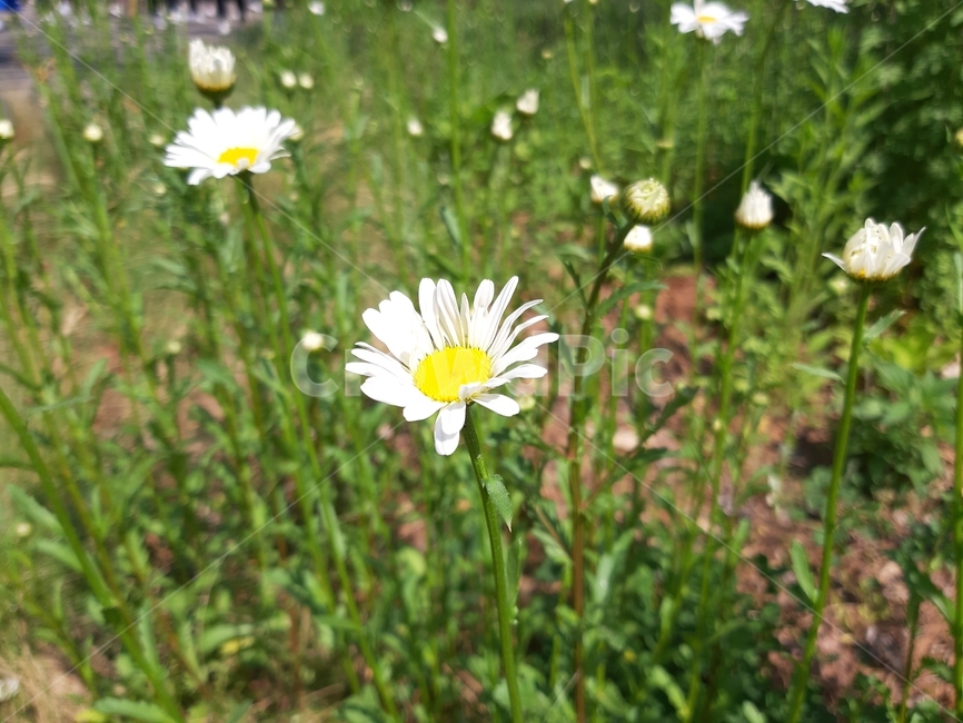 식물,꽃,데이지,향기,plant,식물,자연,plants,nature,꽃,flower