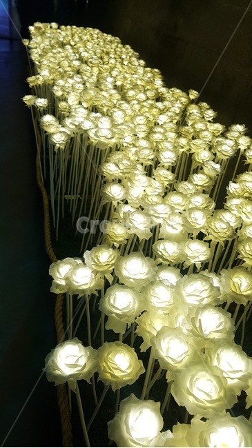 장미,led,조명,등,몽한,꽃밭,꽃,플라워