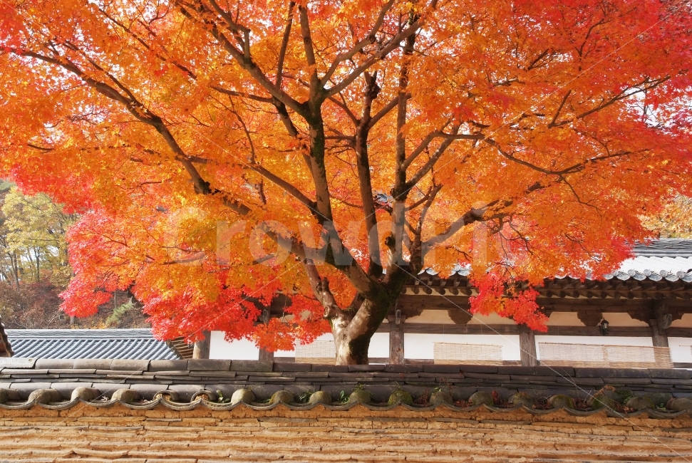절,사찰,단풍,단풍나무,붉은단풍,가을,풍경,가을풍경,가을,계절,fall,autumn,season,한국전통,한국문화,korean traditional,korean culture,식물,자연,plants,nature,나무,trees,wood,tree,plant,maple