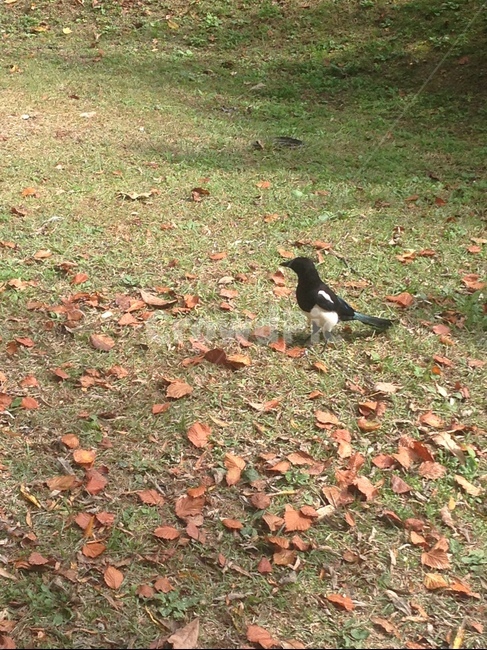 magpie,까치,가을,단풍잎,풀,동물,animal,조류,새,birds