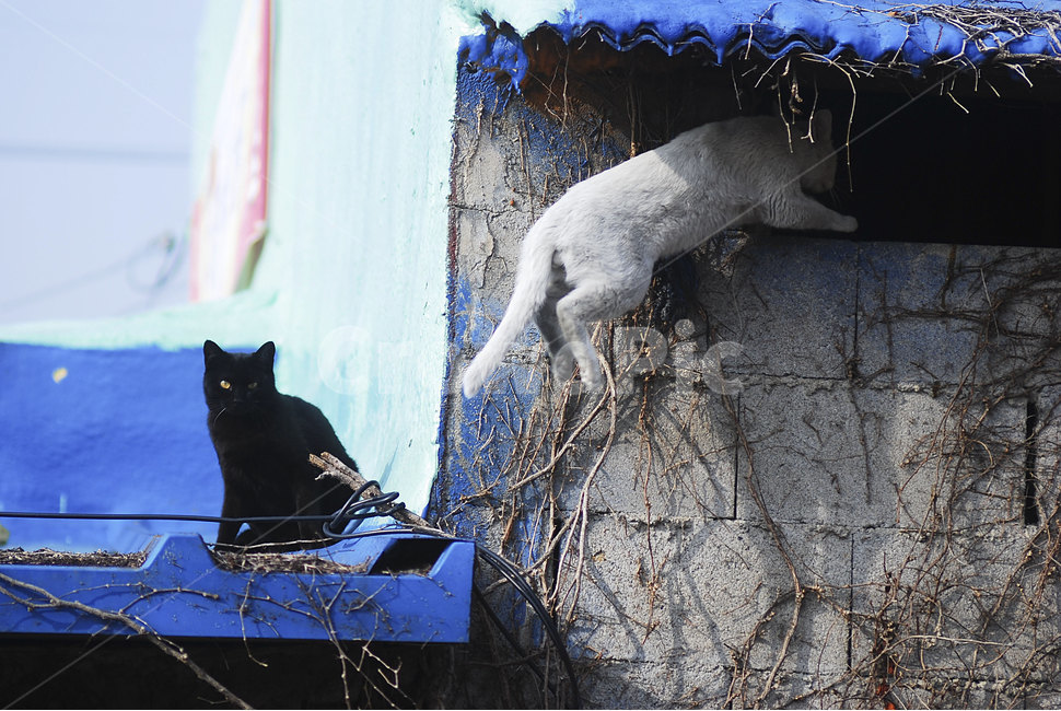 고양이,냥이,동물,길고양이,지붕,흰고양이,검은고양이,cat,animal,mammalia
