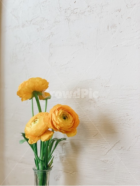 라넌큘러스,꽃,꽃병,꽃꽂이,노란꽃,꽃송이,ranunculus,flower