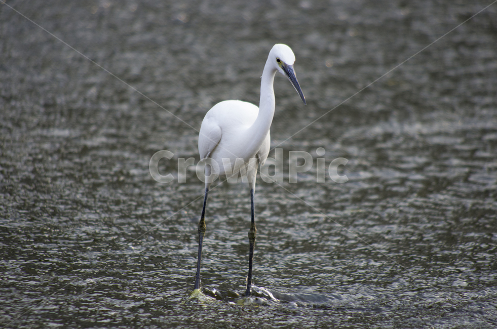 왜가리,백로,heron,흰새,하천,강가,시내,물가,새,감성,동물,화이트,부리,동물,animal,조류,새,birds