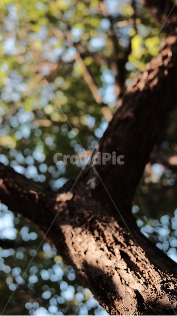 나무,식물,나무줄기,자연,빛,그림자,tree,plant,식물,자연,plants,nature,나무,trees,wood