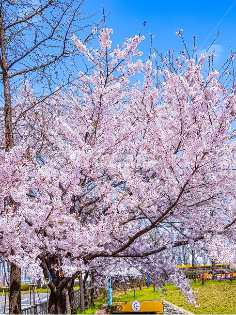 벚꽃,길가,성내천,봄,송파구,봄,계절,spring,season,plant,식물,flower,꽃,blossom