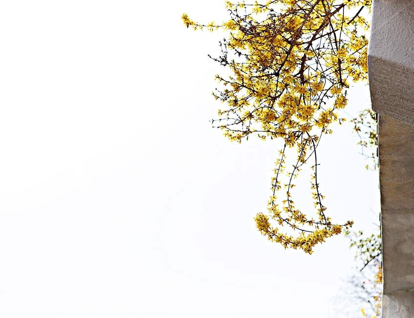개나리,꽃,개나리꽃,플라워,배경,자연,자연,풍경,nature,landscape,식물,plants,꽃,flower,plant