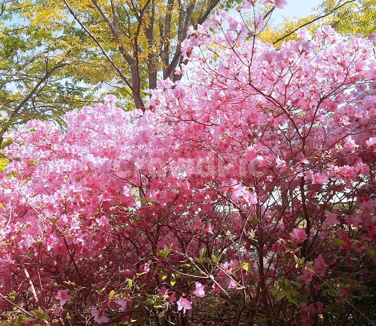 꽃,예쁜꽃,봄,예쁜풍경,따뜻함